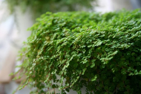 空之轨迹sc珍珠草-珍珠草生态价值高